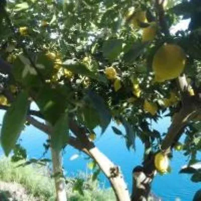 بيت للعطل Paradise House *